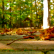 Illustration for article titled Shooting Challenge Fall Leaves Gallery 4